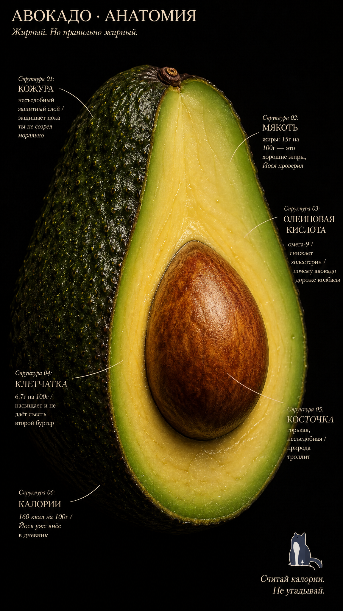 Planche d’histoire naturelle sur l’anatomie de l’avocat