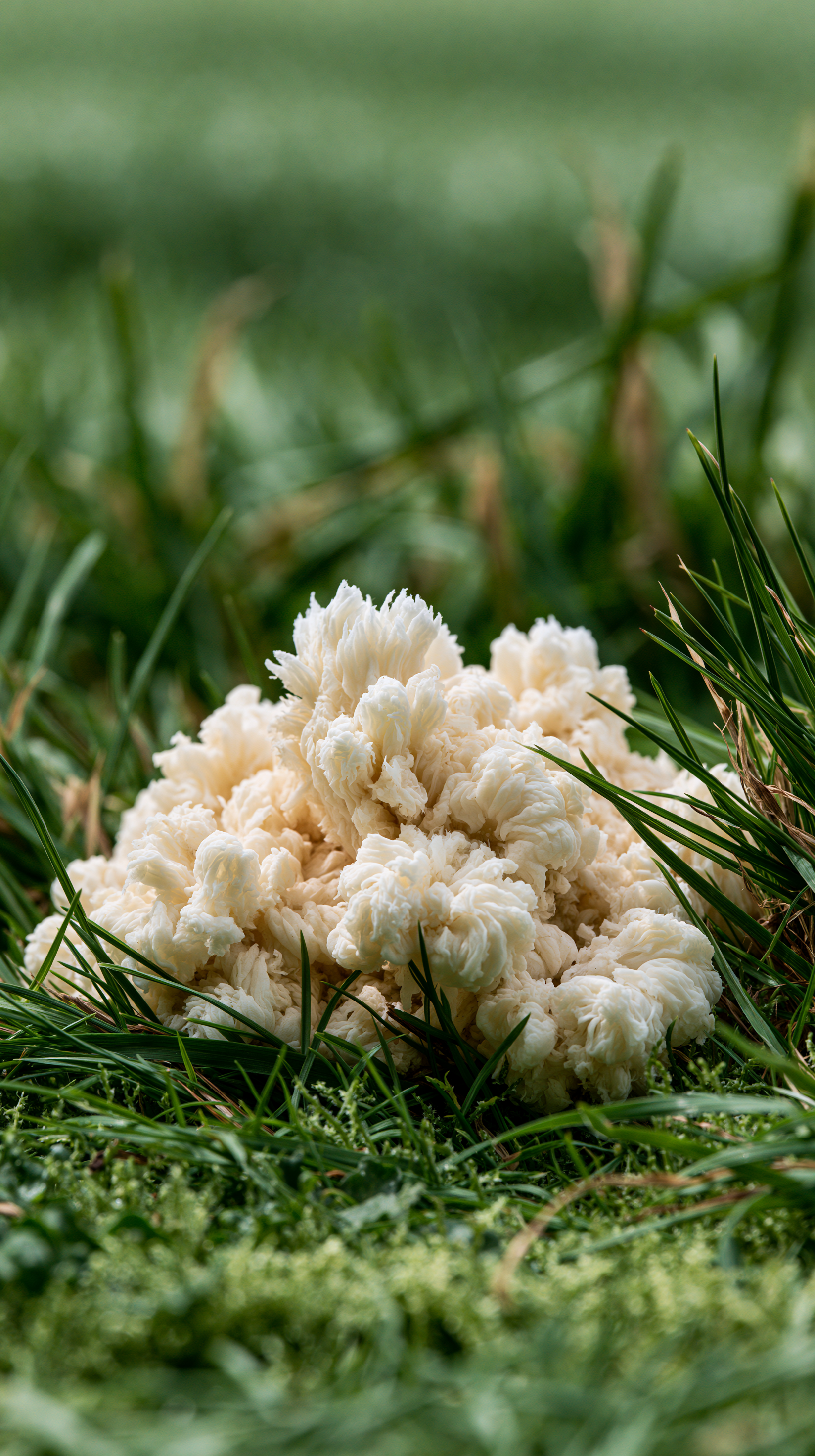 Sun-Bleached White Dog Droppings on Grass
