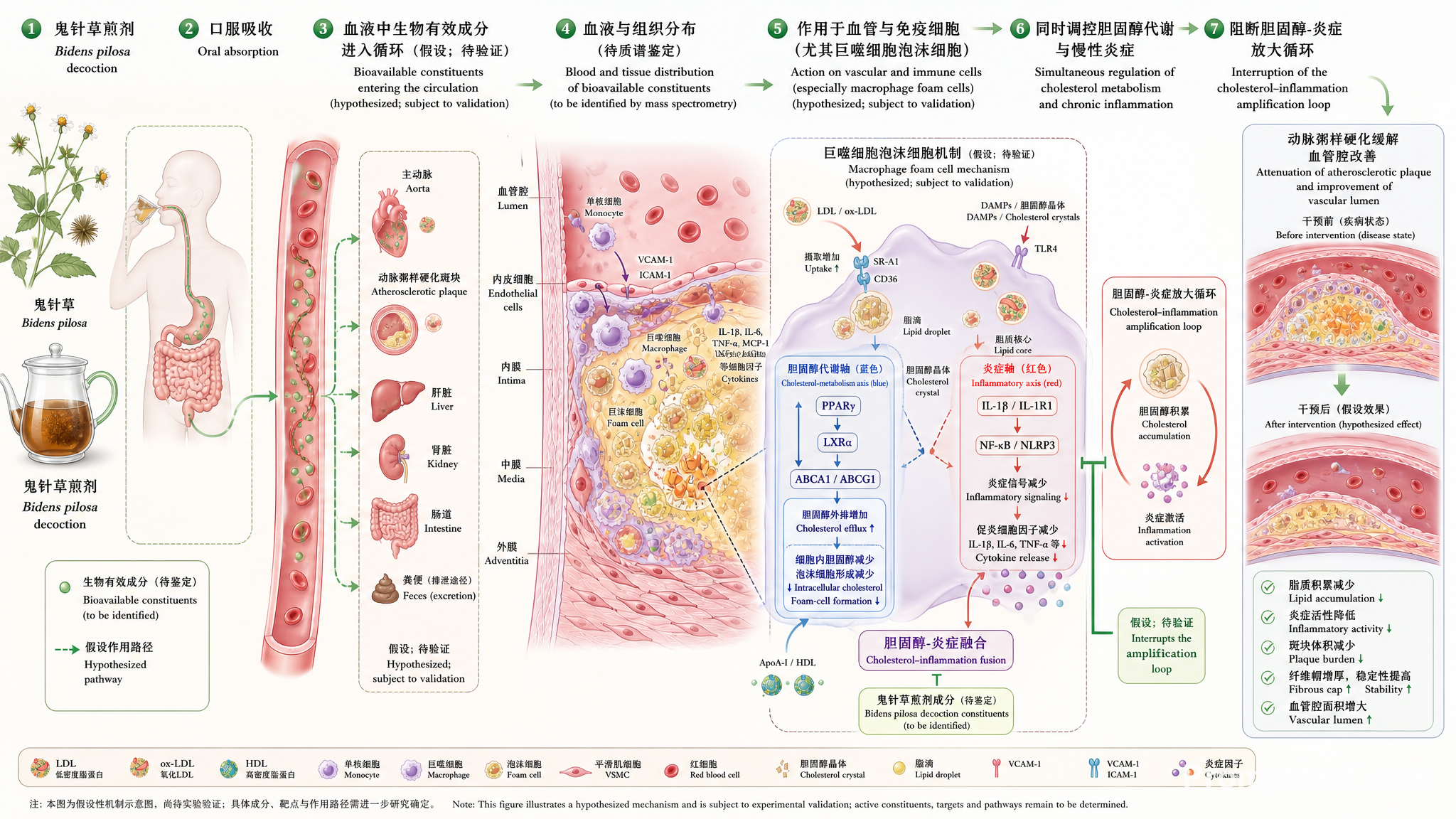 Illustration biomédicale du mécanisme athérosclérotique