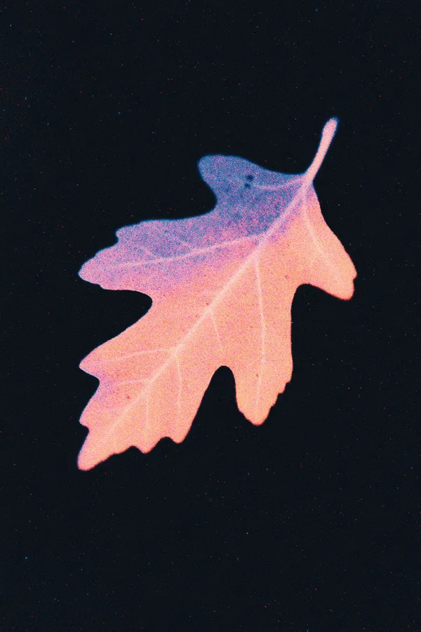 Кленовый лист