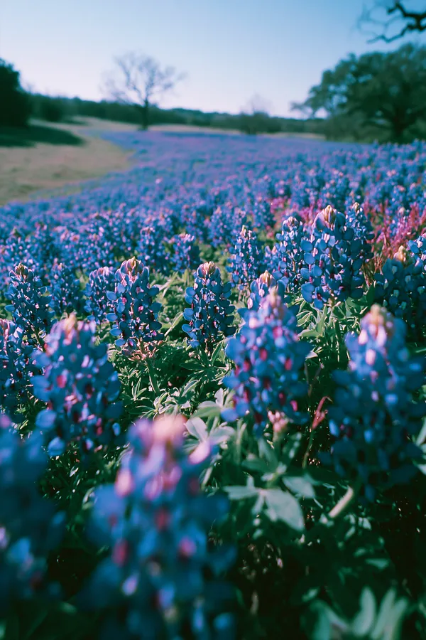 Example of an image generated in MidJourney